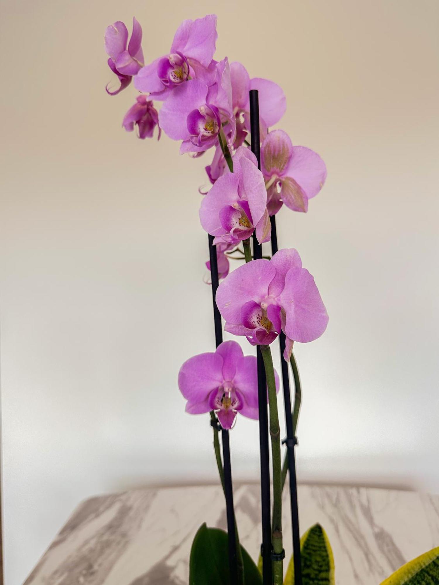 Flora Guest House Marco de Canavezes Buitenkant foto